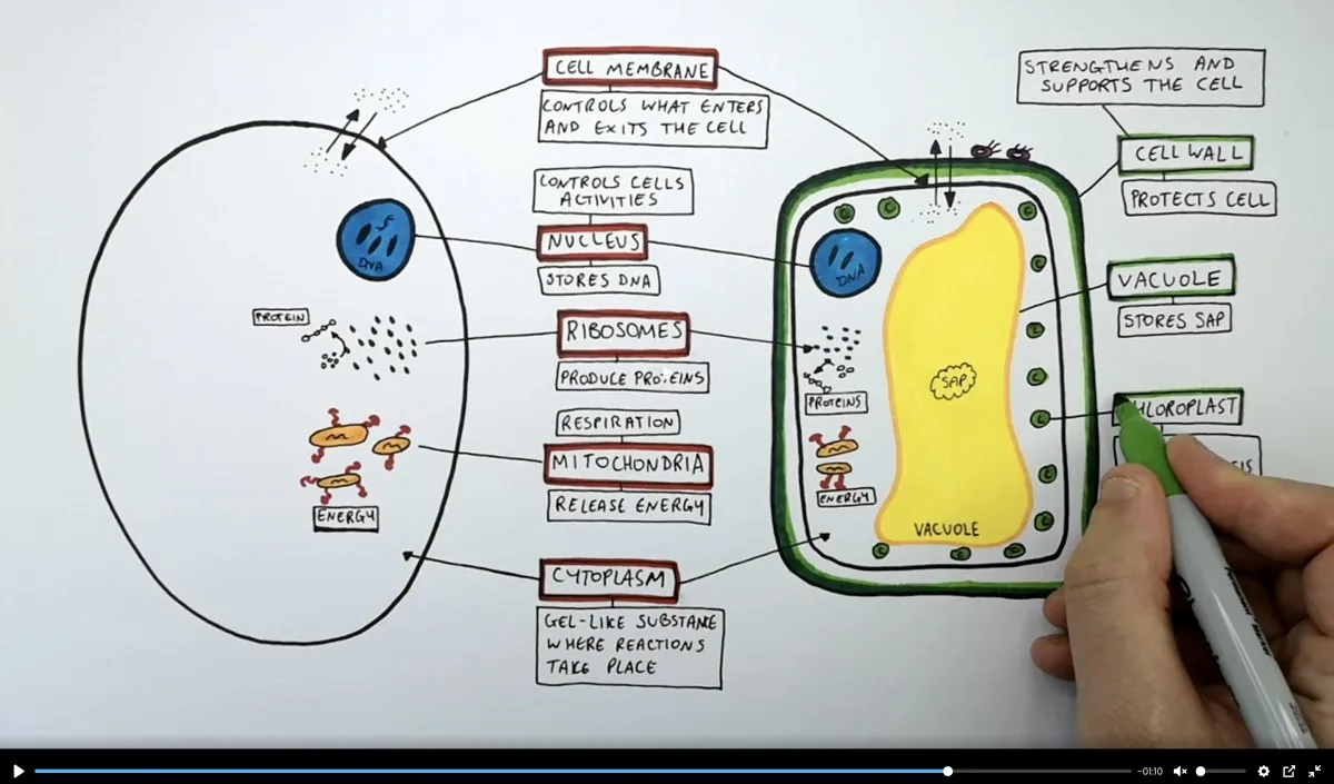 Animal and plant cell video lesson being drawn on screen