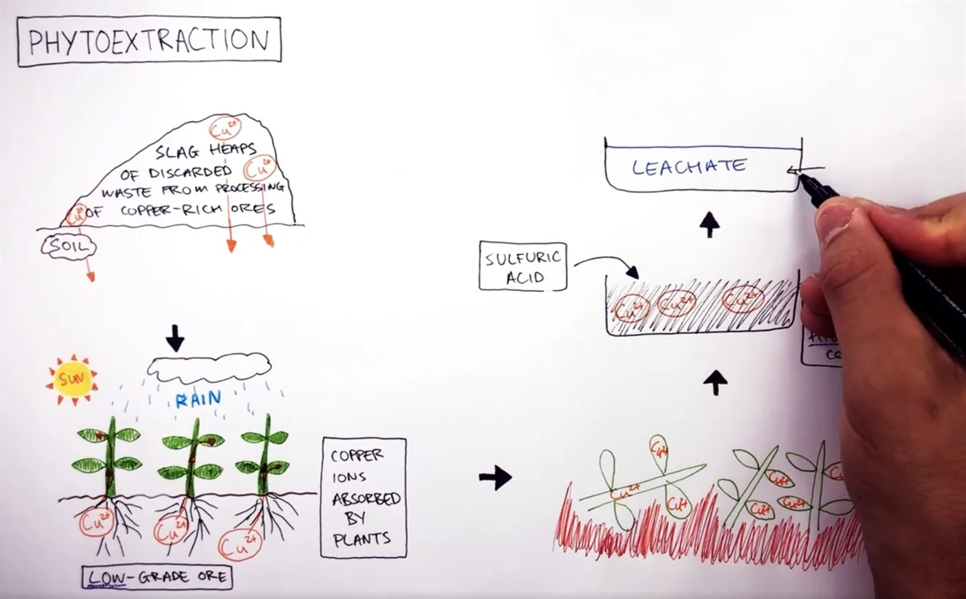 Phytoextraction being drawn and explained in a KayScience video lesson